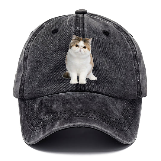 exotic shorthair Hat