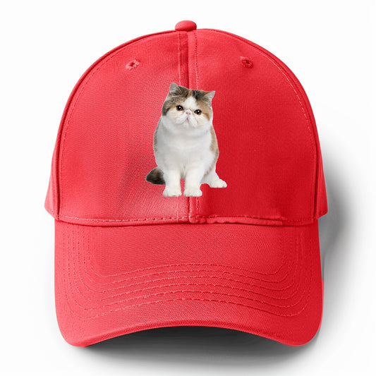 exotic shorthair Hat