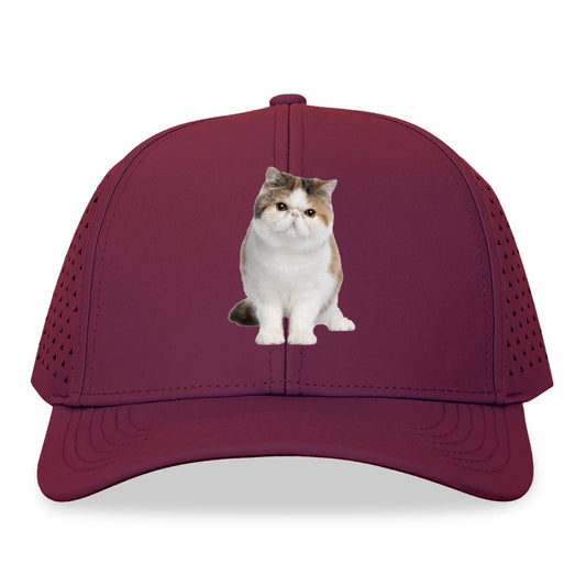 exotic shorthair Hat