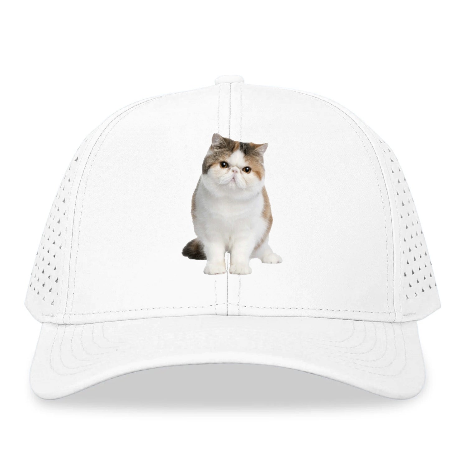 exotic shorthair Hat