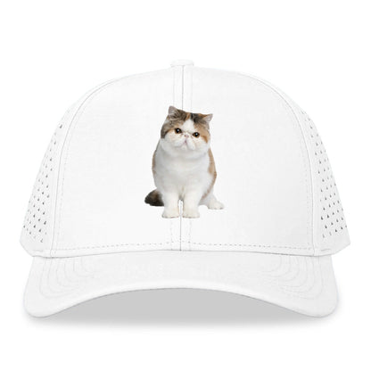 exotic shorthair Hat