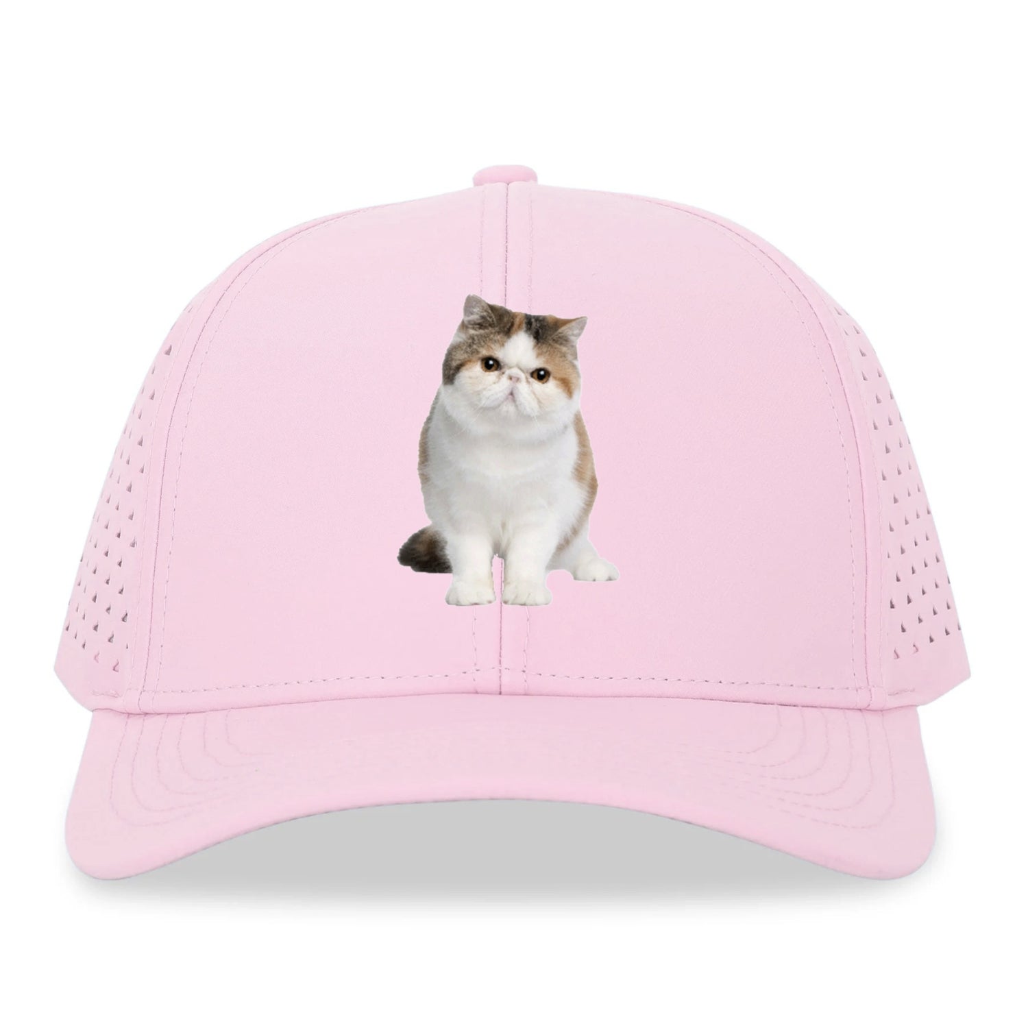 exotic shorthair Hat