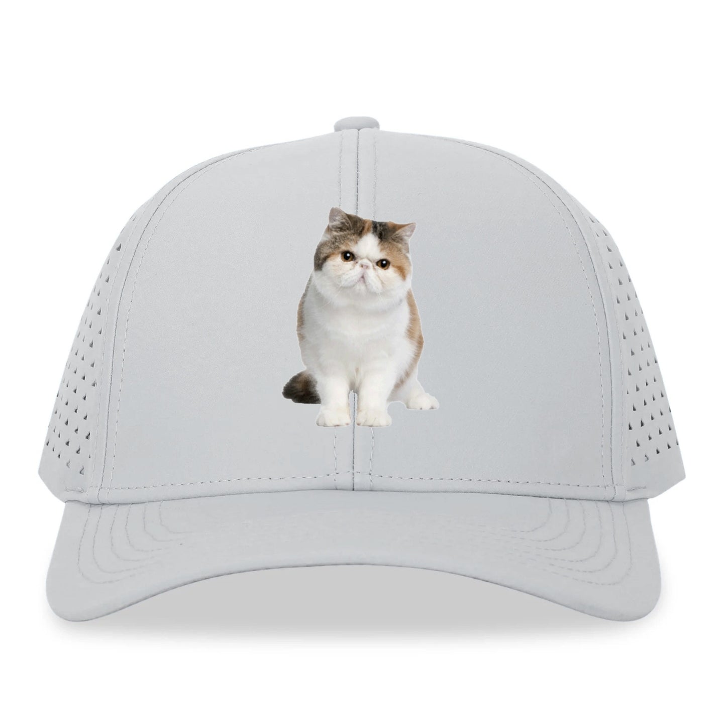 exotic shorthair Hat