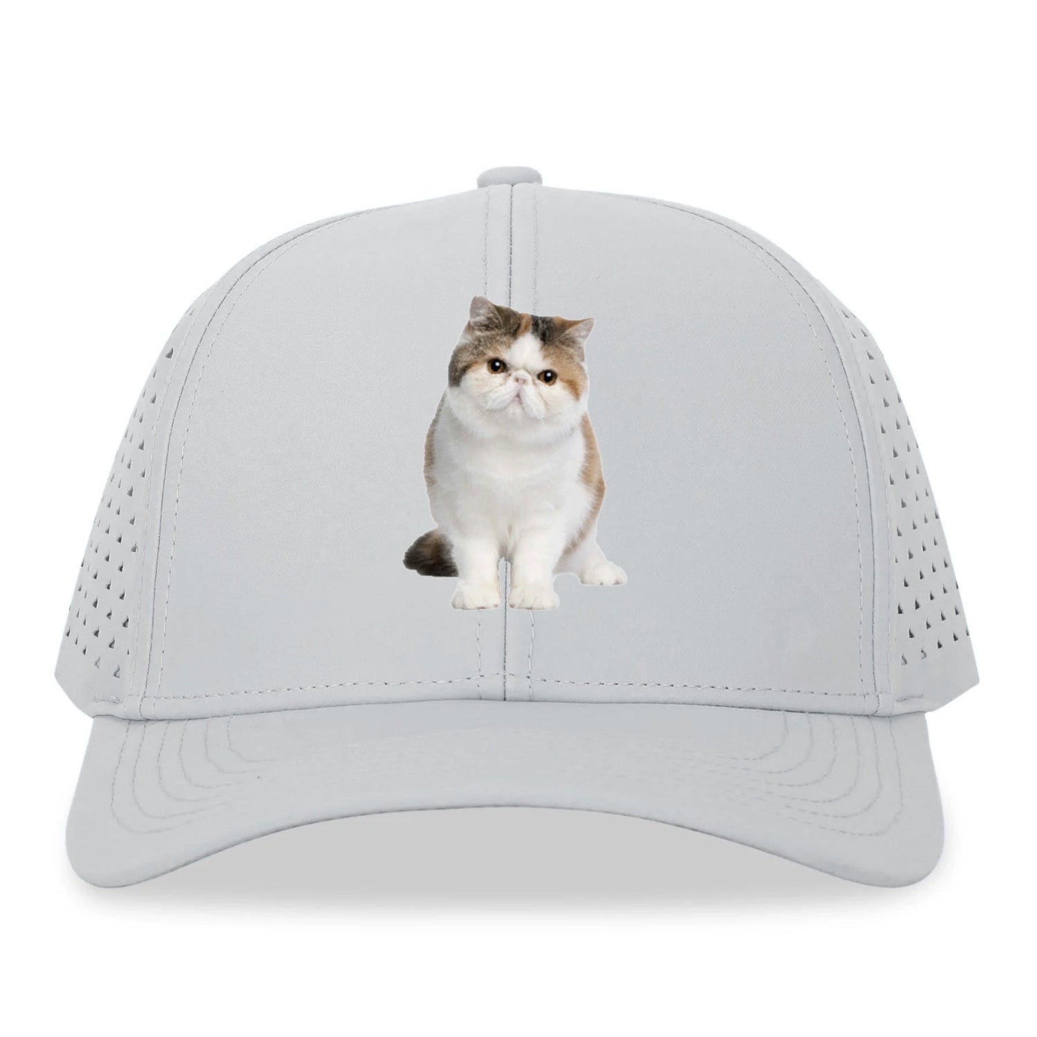 exotic shorthair Hat