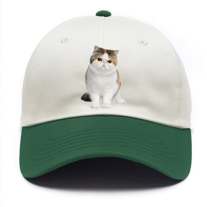 exotic shorthair Hat