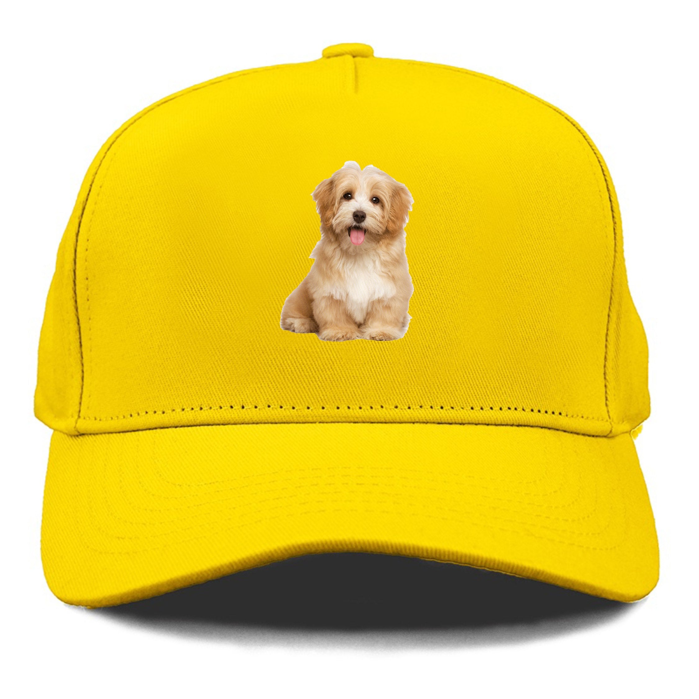 Dog wearing a yellow cap 