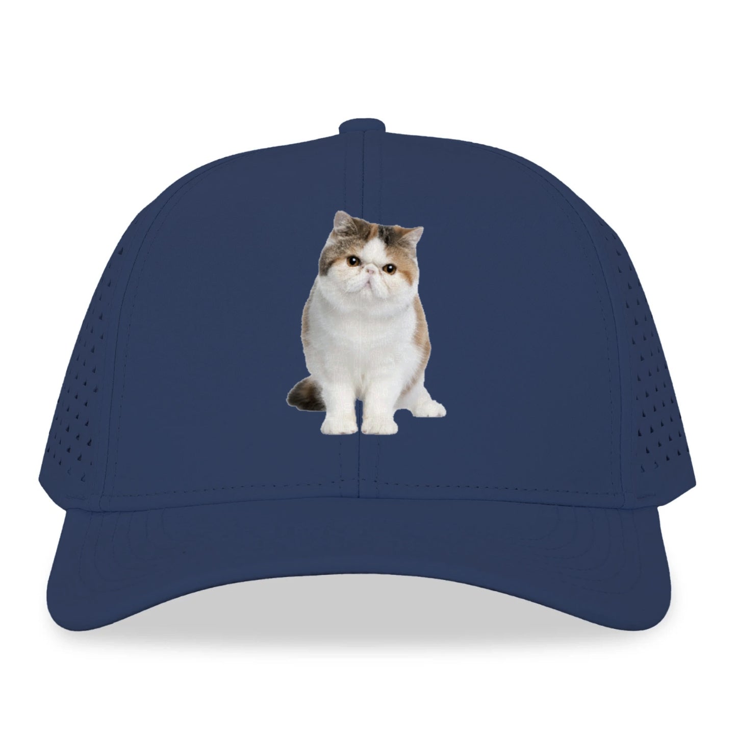 exotic shorthair Hat